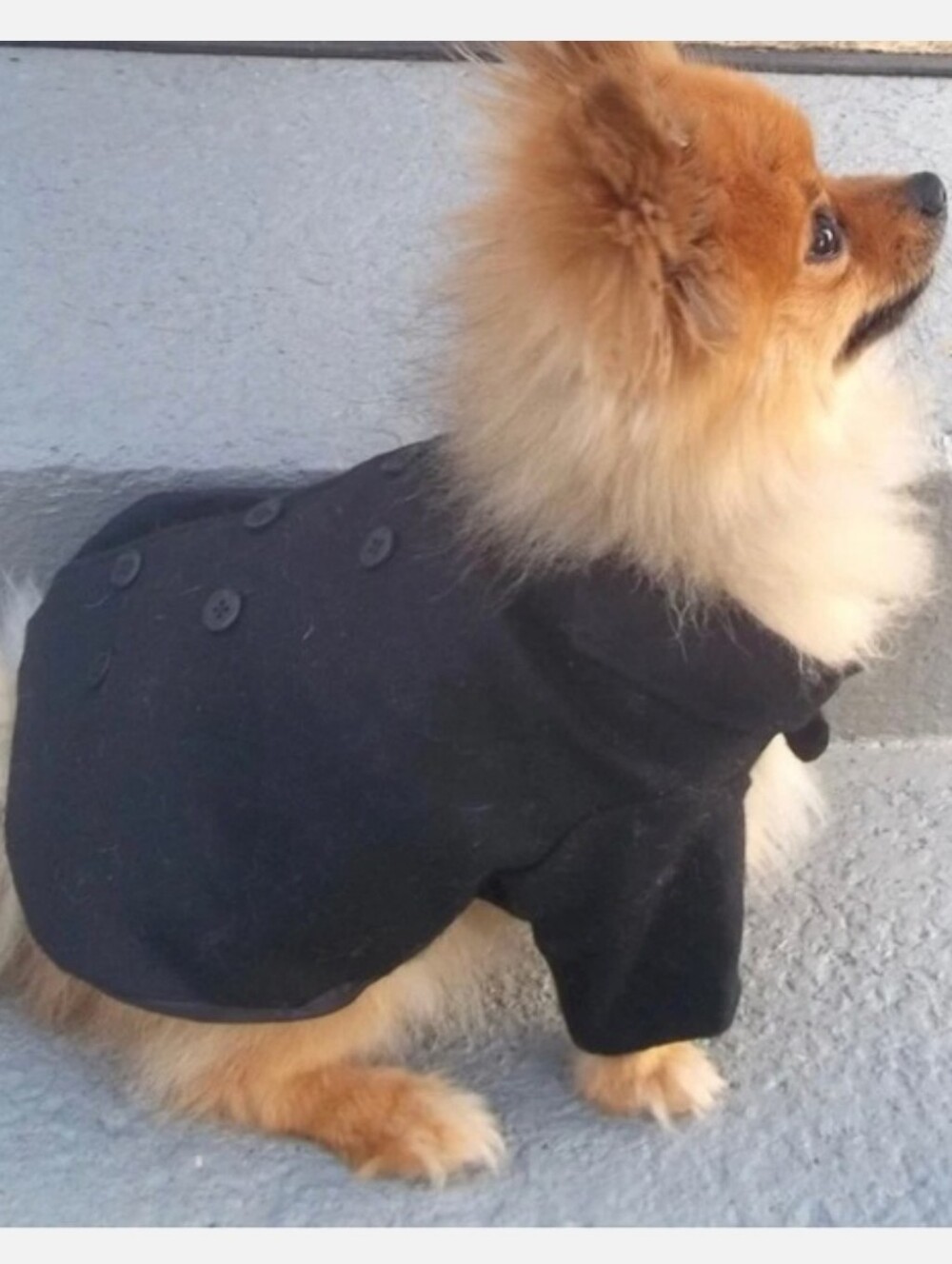 👉*NAUTICA* NAVY BLUE SAILOR'S FELTED PEACOAT DOG COAT ~SIZE: SMALL ~NWOT